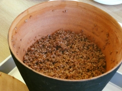 土器で赤米を炊いてみました