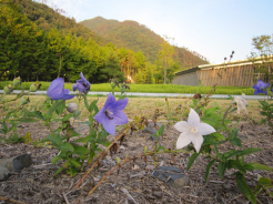 風土記庭園の草花1