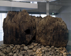 宇豆柱（古代出雲歴史博物館中央ロビー）