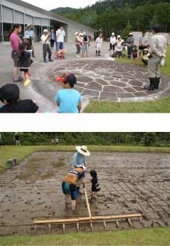 ばばひきで十字に線を引き、交わったところに稲苗を植えます