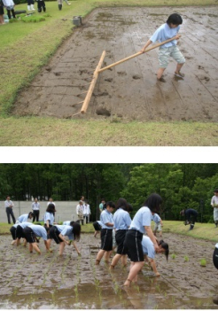 ばばひき（稲苗をまっすぐ等間隔に植えるための線引き道具）をしてから3~4本くらいの苗を植えていきます