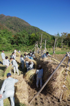 刈り取った稲の束をハデに掛けています