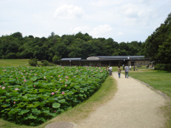 荒神谷史跡公園　二千年ハス池