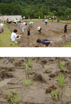 歩きまわって植えているため、ばばひきで引いた十字は跡形もありません