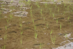 植え終えたあと、水田に水を張ります。
