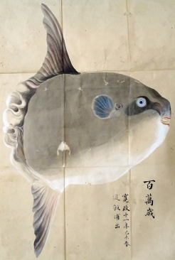 マンボウ<br>寛政11年（1799）の春、飯浦（いいのうら・益田市飯浦町）で捕獲されたマンボウ。マンボウの発音を漢字に直すと「満方」。形がまるく（満）、四角い（方）からだという。形状がユニークなうえに、捕獲されることが稀だったため、画中に「百萬歳」とあるように、縁起のいい、めでたい魚と見なされていたらしい。