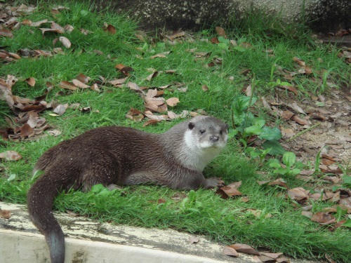 カワウソ（展示は骨）[画像／広島県・広島市安佐動物公園]