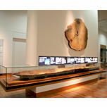 An ancient buried tree and A specimen of cross - sectional buried tree and a dugout canoe(the Santadani site)