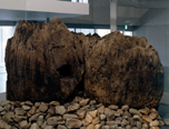 Exhibition in the main lobby of the “Uzu” pillars unearthed within the Izumo Grand Shrine grounds.
