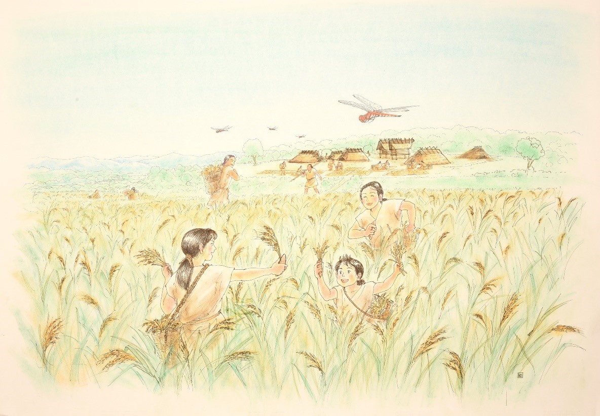弥生時代の稲刈り風景